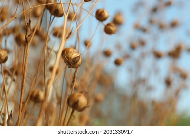 Beautiful dry flax plants against blurred background, closeup. Space for text