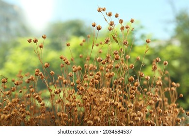 Beautiful dry flax plants against blurred background