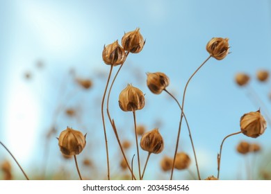 Beautiful dry flax plants against blurred background, closeup