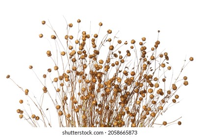 Beautiful dry flax plants isolated on white