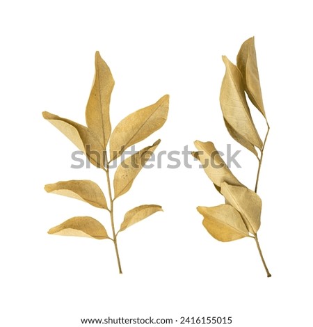 Beautiful dry murraya leaves isolated on white background