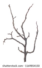 beautiful dry tree isolated on white background