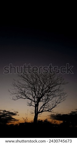 beautiful dry tree at twilight fineart