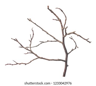 beautiful dry twig of tree isolated on white background, close up - Powered by Shutterstock