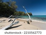 Beautiful dry white trees adding to  serenity of Puako beach, Big Island, Hawaii