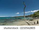Beautiful dry white trees adding to  serenity of Puako beach, Big Island, Hawaii