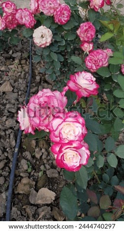 beautiful dual colure rose flower 