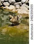 Beautiful Duck , Duck In Lake , Animal Backgrounds , Colorful Animals , Duck Photos - Outdooor Photography - Brown 