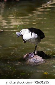 Beautiful Ducks