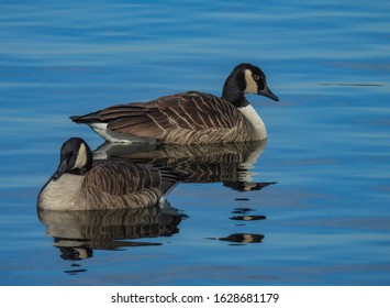 Beautiful Ducks In Central Park, New York