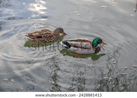 beautiful ducks couple swimming in a lake