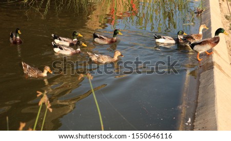 Beautiful ducks swim in the stream against the reflection of colored objects on the stream water