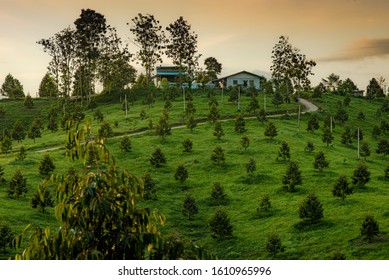 
Beautiful Durian Garden In Thailand