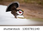 Beautiful Dusky Grouse