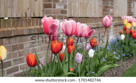 A beautiful dutch inspired tulip garden in the UK, these Tulipa are a work of art in the spring summer time making any yard display a lovely visual experience for any viewer blossoming once a year