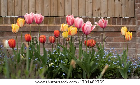 A beautiful dutch inspired tulip garden in the UK, these Tulipa are a work of art in the spring summer time making any yard display a lovely visual experience for any viewer blossoming once a year