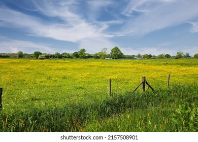 Beautiful dutch rural scenic riverside landscape, green meadow with yellow buttercup flowers, inland waterway vessel on maas river, trees, blue sky - Limburg, Netherlands 