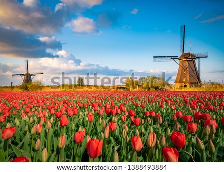 Beautiful Dutch scenery with traditional windmills and tulip flowers foreground 
