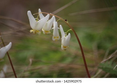 Beautiful Dutchman's Breeches Flower In Spring