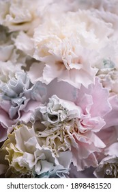 Beautiful Dyed Pastel Rainbow Coloured Texture Of Carnation Flowers, Close Up View