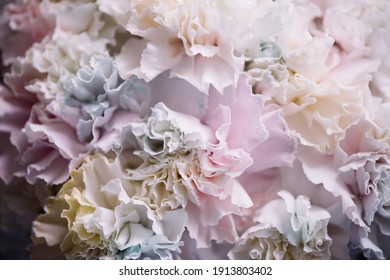 Beautiful Dyed Pastel Rainbow Coloured Texture Of Carnation Flowers, Close Up View