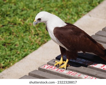 a beautiful eagle bird in the park  - Shutterstock ID 2322328817