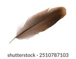 Beautiful eagle feather isolated on white background