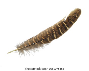 Beautiful Eagle Feather Isolated On White Stock Photo 1081996466 ...