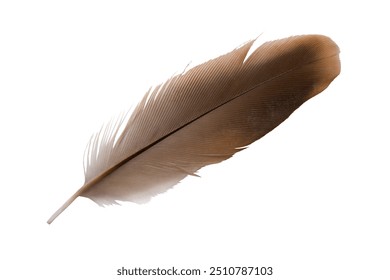 Beautiful eagle feather isolated on white background