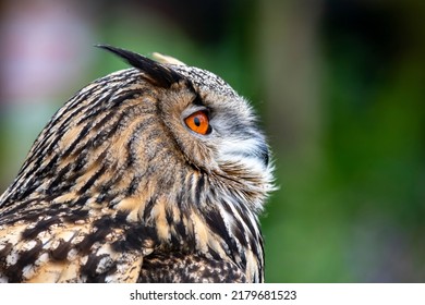 A Beautiful Eagle Owl Flying