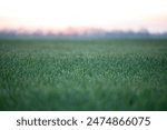 Beautiful early morning in the field, sunrise, green grass with dew drops. Concept of fresh summer morning, beginning of the day, calm and clean pure nature in the countryside