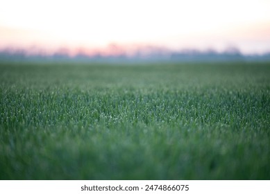 Beautiful early morning in the field, sunrise, green grass with dew drops. Concept of fresh summer morning, beginning of the day, calm and clean pure nature in the countryside - Powered by Shutterstock