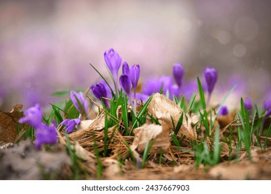 Beautiful early spring flowers of purple crocuses bloom in the forest - Powered by Shutterstock