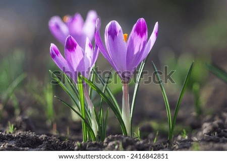Beautiful early spring flowers of purple crocuses bloom in the garden
