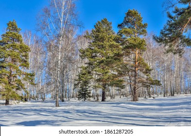 Beautiful Early Spring Landscape In Snowy Forest In Bright Sunny Day. Any Green Pine Trees On The Edge Of White Birch Grove. March In Birchwood With Pines - Beauty Of Nature 
