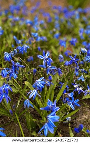 Beautiful early spring meadow with blue plants, flowers, bluebells petals and blurred bokeh green background 