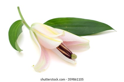 Beautiful Easter Lily Flower Isolated On White Background