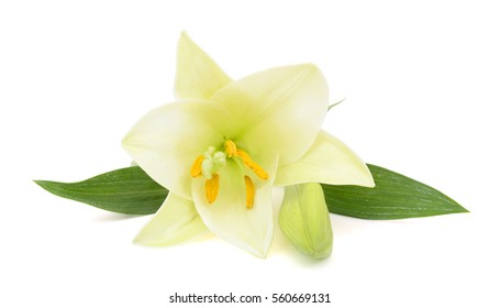 Beautiful Easter Lily Flower Isolated On White Background