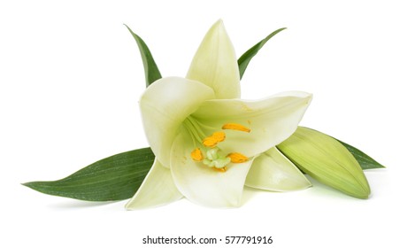 Beautiful Easter Lily Flower Isolated On White Background