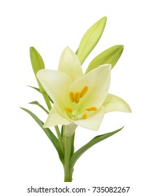 Beautiful Easter Lily Flower Isolated On White Background