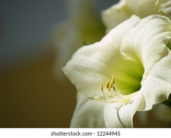 Beautiful Easter Lily Or November Lily