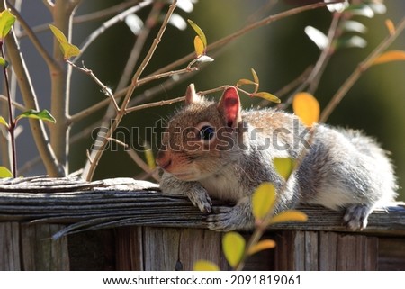 Beautiful eastern gray squirrel with tiny ears whiskers paws brown fur resting on fence bushes green leaves branches twigs 