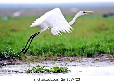 Beautiful Eastern great egret Bird Flying In lake Side