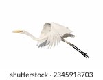 Beautiful of Eastern great egret flying isolated on white background.