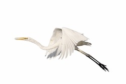 Beautiful Of Eastern Great Egret Flying Isolated On White Background.