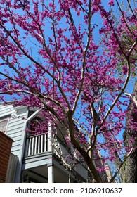 Beautiful Eastern Redbud Tree In The Middle Of Spring