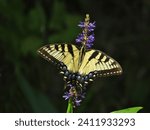 Beautiful Eastern Tiger Swallowtail Spread Out on a Pickerlweed Plant