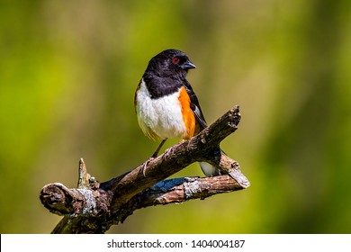Beautiful Eastern Towhee Perched On Tree Branch