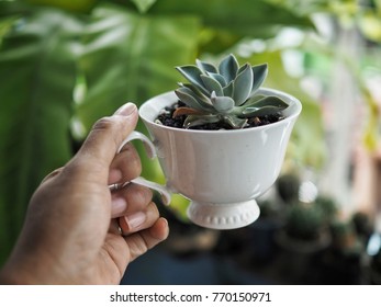 cactus cup Succulent