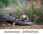 Beautiful echidna in the Australian bush, in the tasmanian outback. Australian wildlife in a national park in Australia 